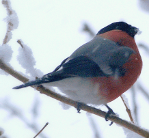Skjermbilde 2019-08-08 17.30.52