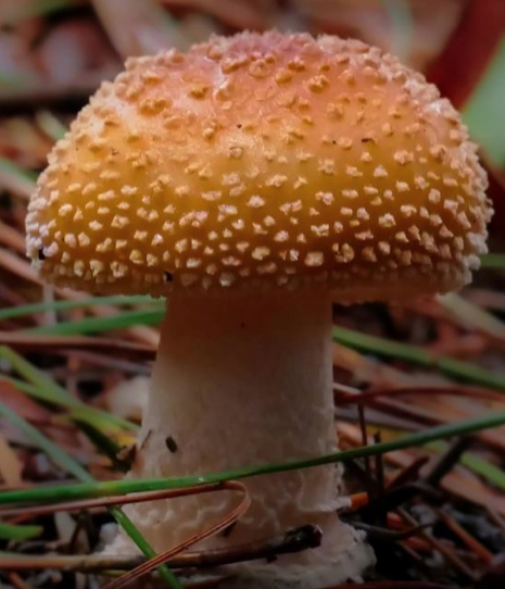 Skjermbilde 2019-08-14 16.03.42